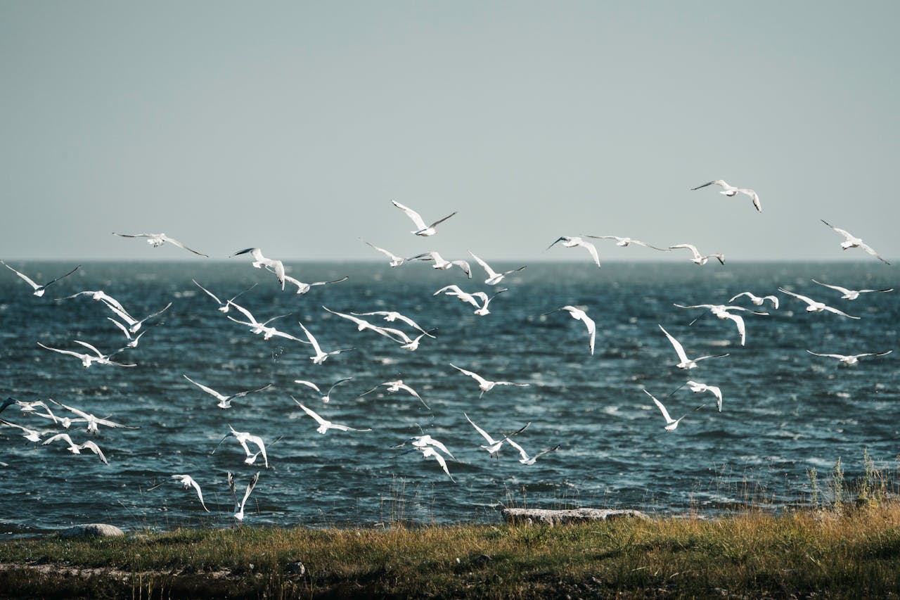 pexels photo 29777798.jpeg