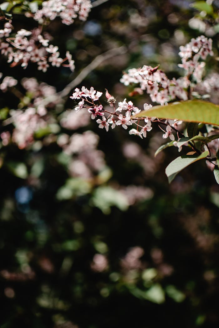 Close-up of cherry blossoms with green leaves in Tallinn, Estonia.
